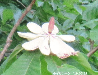 f:id:mikawakinta63:20190531151729j:plain f:id:mikawakinta63:20190531151729j:plain