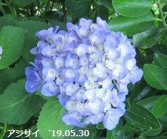 f:id:mikawakinta63:20190603135617j:plain f:id:mikawakinta63:20190603135617j:plain