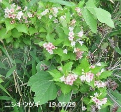f:id:mikawakinta63:20190603151532j:plain f:id:mikawakinta63:20190603151532j:plain