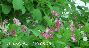 f:id:mikawakinta63:20190603151550j:plain f:id:mikawakinta63:20190603151550j:plain