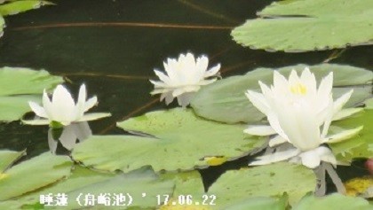 f:id:mikawakinta63:20190605135346j:plain f:id:mikawakinta63:20190605135346j:plain