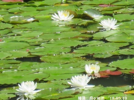 f:id:mikawakinta63:20190605135414j:plain f:id:mikawakinta63:20190605135414j:plain