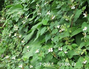f:id:mikawakinta63:20190614135539j:plain f:id:mikawakinta63:20190614135539j:plain