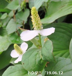 f:id:mikawakinta63:20190614135617j:plain f:id:mikawakinta63:20190614135617j:plain