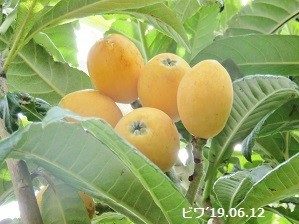 f:id:mikawakinta63:20190614150634j:plain f:id:mikawakinta63:20190614150634j:plain