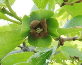 f:id:mikawakinta63:20190614151019j:plain f:id:mikawakinta63:20190614151019j:plain