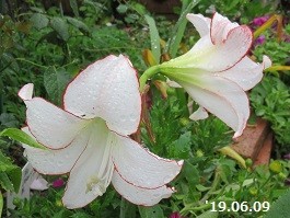 f:id:mikawakinta63:20190614183534j:plain f:id:mikawakinta63:20190614183534j:plain