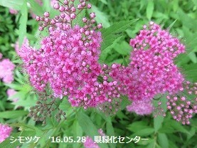 f:id:mikawakinta63:20190624125832j:plain f:id:mikawakinta63:20190624125832j:plain