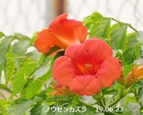 f:id:mikawakinta63:20190624125859j:plain f:id:mikawakinta63:20190624125859j:plain