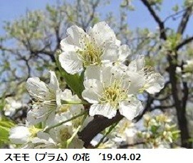 f:id:mikawakinta63:20190626133004j:plain f:id:mikawakinta63:20190626133004j:plain