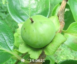f:id:mikawakinta63:20190626133040j:plain f:id:mikawakinta63:20190626133040j:plain