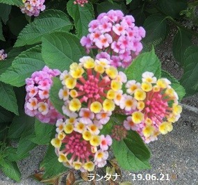 f:id:mikawakinta63:20190626140853j:plain f:id:mikawakinta63:20190626140853j:plain