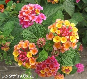 f:id:mikawakinta63:20190626140910j:plain f:id:mikawakinta63:20190626140910j:plain