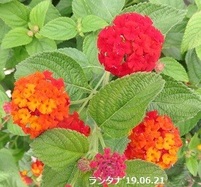 f:id:mikawakinta63:20190701135643j:plain f:id:mikawakinta63:20190701135643j:plain