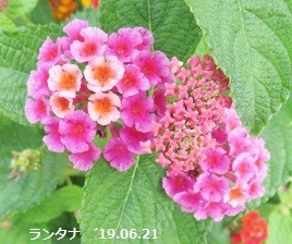 f:id:mikawakinta63:20190701135705j:plain f:id:mikawakinta63:20190701135705j:plain