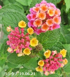 f:id:mikawakinta63:20190701155202j:plain f:id:mikawakinta63:20190701155202j:plain