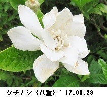 f:id:mikawakinta63:20190701155220j:plain f:id:mikawakinta63:20190701155220j:plain