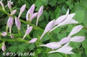 f:id:mikawakinta63:20190703154157j:plain f:id:mikawakinta63:20190703154157j:plain