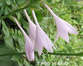 f:id:mikawakinta63:20190705154514j:plain f:id:mikawakinta63:20190705154514j:plain