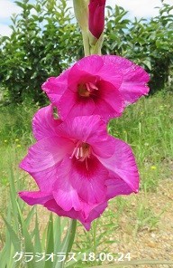 f:id:mikawakinta63:20190708132136j:plain f:id:mikawakinta63:20190708132136j:plain