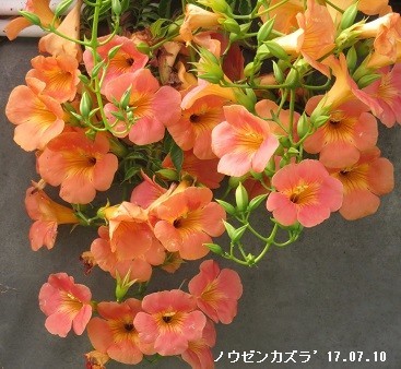 f:id:mikawakinta63:20190722101447j:plain f:id:mikawakinta63:20190722101447j:plain