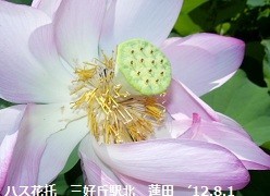 f:id:mikawakinta63:20190724161849j:plain f:id:mikawakinta63:20190724161849j:plain