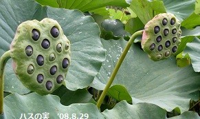 f:id:mikawakinta63:20190724161911j:plain f:id:mikawakinta63:20190724161911j:plain