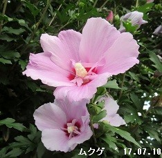 f:id:mikawakinta63:20190729141454j:plain f:id:mikawakinta63:20190729141454j:plain