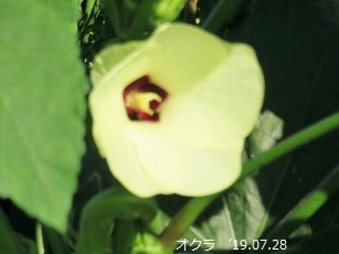 f:id:mikawakinta63:20190729141544j:plain f:id:mikawakinta63:20190729141544j:plain