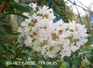 f:id:mikawakinta63:20190731132057j:plain f:id:mikawakinta63:20190731132057j:plain