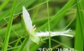 f:id:mikawakinta63:20190802133522j:plain f:id:mikawakinta63:20190802133522j:plain