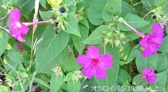 f:id:mikawakinta63:20190805162305j:plain f:id:mikawakinta63:20190805162305j:plain