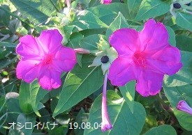 f:id:mikawakinta63:20190805162331j:plain f:id:mikawakinta63:20190805162331j:plain