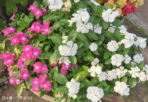 f:id:mikawakinta63:20190807144814j:plain f:id:mikawakinta63:20190807144814j:plain