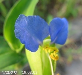 f:id:mikawakinta63:20190807144835j:plain f:id:mikawakinta63:20190807144835j:plain