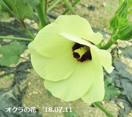f:id:mikawakinta63:20190809140405j:plain f:id:mikawakinta63:20190809140405j:plain