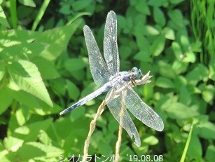 f:id:mikawakinta63:20190809140605j:plain f:id:mikawakinta63:20190809140605j:plain