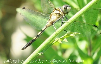 f:id:mikawakinta63:20190809140627j:plain f:id:mikawakinta63:20190809140627j:plain