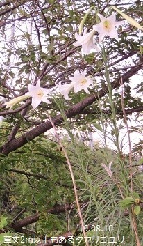 f:id:mikawakinta63:20190812132250j:plain f:id:mikawakinta63:20190812132250j:plain