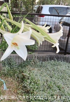 f:id:mikawakinta63:20190812132328j:plain f:id:mikawakinta63:20190812132328j:plain