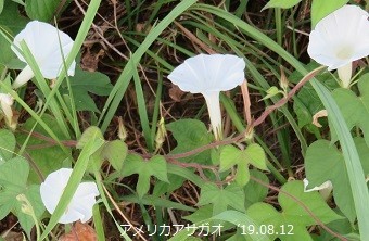 f:id:mikawakinta63:20190813154043j:plain f:id:mikawakinta63:20190813154043j:plain