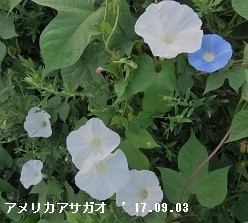 f:id:mikawakinta63:20190813154103j:plain f:id:mikawakinta63:20190813154103j:plain
