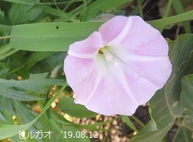 f:id:mikawakinta63:20190813154119j:plain f:id:mikawakinta63:20190813154119j:plain