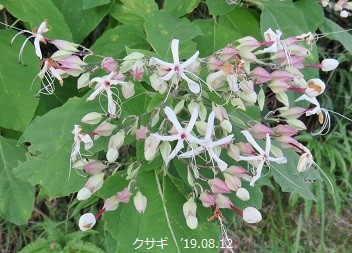 f:id:mikawakinta63:20190816151516j:plain f:id:mikawakinta63:20190816151516j:plain