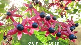 f:id:mikawakinta63:20190816151535j:plain f:id:mikawakinta63:20190816151535j:plain