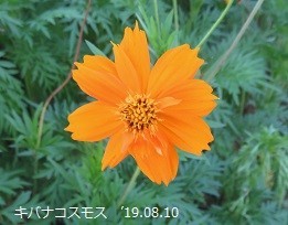 f:id:mikawakinta63:20190816153518j:plain f:id:mikawakinta63:20190816153518j:plain