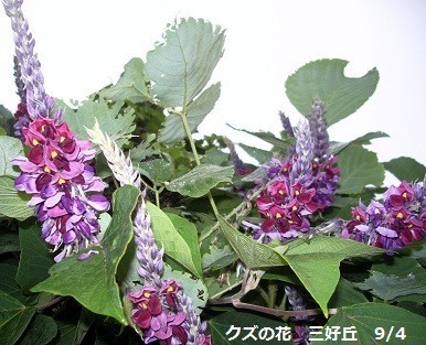 f:id:mikawakinta63:20190816162249j:plain f:id:mikawakinta63:20190816162249j:plain