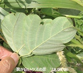 f:id:mikawakinta63:20190816162354j:plain f:id:mikawakinta63:20190816162354j:plain