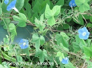 f:id:mikawakinta63:20190821145350j:plain f:id:mikawakinta63:20190821145350j:plain