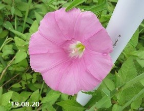 f:id:mikawakinta63:20190821145425j:plain f:id:mikawakinta63:20190821145425j:plain